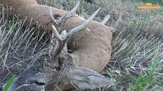 Roe buck hunting in Romania 12 Rehbock Jagd in Rumänien 12 Jacht op reeën in roemenië 12