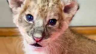 СРОЧНО! Друзья, маленькому львёнку НУЖНА  ВАША  ПОМОЩЬ!