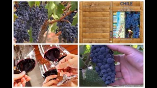Full Documentary - Chile - Terroir, Characters, Stories, Wines...