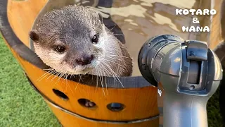 Hot-Headed Otter Gets Hostile at New Hose