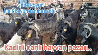 21.mart.2024 Kadirli canlı hayvan pazarı.. Kuzulu koyun kısır koyundan hesaplı..