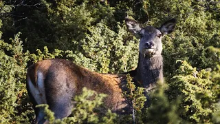 Hjortejakt på vestlandet