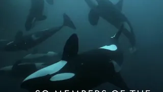 Hostile Planet - Oceans - Battle Tactics - Orca Whales