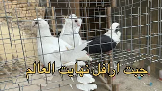 أشتريت ارافل درجه آولا