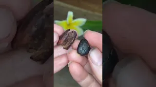 How To Make Chocolate!