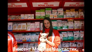 #ОТЗЫВ о корме #ROYAL_CANIN питомник собак "Мари Мистик" ХОРОШИЙ ИЛИ ПЛОХОЙ КОРМ ДЛЯ СОБАК ?