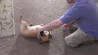 Cute Dog Trick- Teaching Your Dog to Roll Over - Thriving Canine