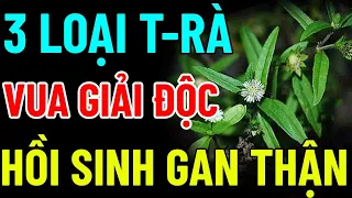 Bác Sĩ Mách Bạn,CỨ Uống 3 LOẠI T-RÀ LÀ VUA GIẢI Đ-ỘC GAN, UỐNG TỚI ĐÂU GAN SẠCH TỚI ĐÓ, SỐNG RẤT THỌ