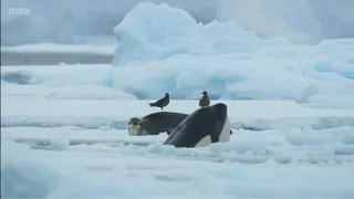 Killer whale pot kills leopard seal, by shattering ice floe! Orca pot vs leopard seal bbc