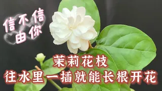 茉莉花枝往水里一插就能长根开花