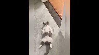 OMG So Cute Cats ♥ Best cute Cat Videos 2021