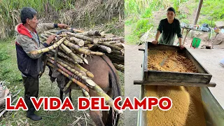 La VIDA del CAMPO en los cañaverales 🎋 Josué y Elie