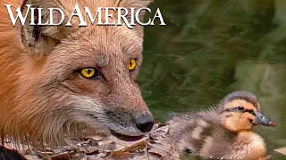 Wild America | S6 E5 Wings Over The Marsh | Full Episode HD