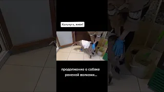 История собаки Кольчуги. Ее порвали волки, но она ЖИВА! #спасение