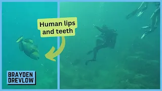 Scuba Diver ATTACKED by Titan Triggerfish