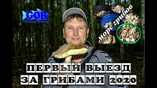 Первый выезд за грибами в этом году.  Море грибов.  Удачная тихая охота.