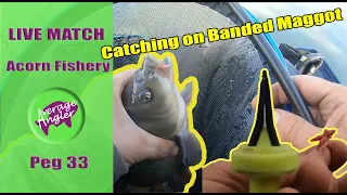 LIVE MATCH FISHING//Acorn Fishery//Maggot fishing//Shallow fishing//Mixed bag