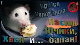 Пасюк Ючики, Хася и бананка! Без комментариев. (Wild Rats | Дикие Крысы)