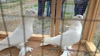 АСАКА КАБУТАР БОЗОР 14.03.2021 kabutar bozor Андижанские голуби Pigeon, pigeons,doves, kabootar bazi