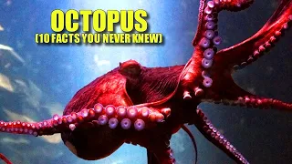 Octopus 🐙 (10 FACTS You NEVER KNEW)