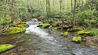 The most remote wild trout stream in the Smokies is amazing!