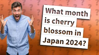 What month is cherry blossom in Japan 2024?