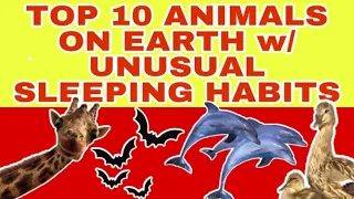 Top 10 Animals on Earth with Unusual Sleeping Habits