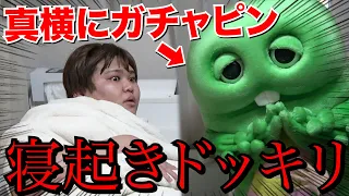 【爆笑】朝起きたら真横にガチャピンがいてるドッキリwww