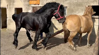 Konie Zimnokrwiste w Peckowie