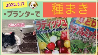 【pinoの庭】狭い庭で野菜のプランター栽培。ラディシュ、ベビーリーフの種まき！ハイポネックスのリサイクル土を使って土の再生も！一度花がだめになったルピナスの植え付け。ピノちゃん、脱臼しかけ？