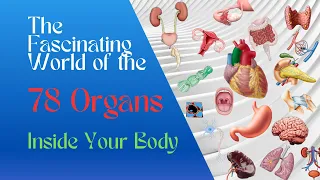 The Fascinating World of the 78 Organs Inside Your Body - Full Video