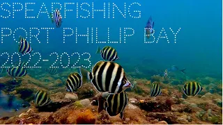 Spearfishing Port Phillip Bay 2022 2023