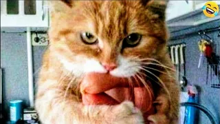 Funny ANIMALS videos 😂 Funniest CATS🐈 and DOGS🐕 2024