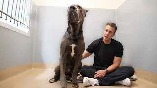 The Surprising Reason Nobody’s Adopting this GIANT Cane Corso 🥺