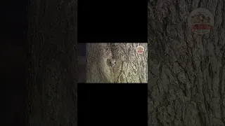 エゾモモンガが木の穴から顔を出すところをご覧ください！^ ^【どうぶつ奇想天外／WAKUWAKU】