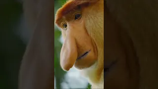 proboscis monkey | monkey | proboscis monkey facts #proboscismonkey #shorts