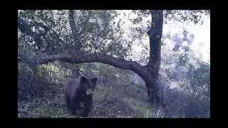 Black Bear in the daytime snooping and sniffing around in the San Gabriel Mountains