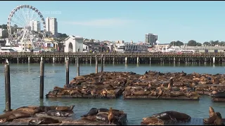 Record number of sea lions have crashed on San Francisco's Pier 39, the most counted in 15 years