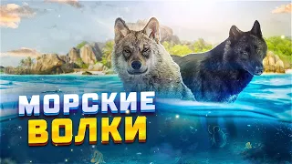 Морские волки – самый редкий и необычный подвид 🐺