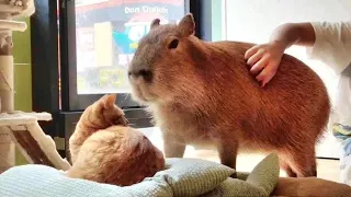 Experience Time Slow Down at Japan's Only Capybara Cat Cafe - Ultimate Relaxation Journey