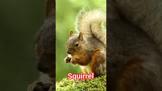 The Squirrel - Wildlife Wonders #wildlife #squirrel #video #viral #animals #wildlifewonders