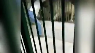 Лев терзает смотрителя зоопарка