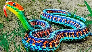 13 Serpientes Más Raras del Mundo
