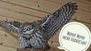 The wet little owl Luchik, the modest Great grey owl Kofi, the contented Eagle owl Yoll