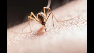 La mejor forma de ahuyentar a los mosquitos sin generar residuos #zerowaste #sinmosquitos