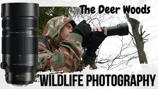 Wildlife Photography | The Deer Woods | Behind the scenes | Panasonic Lumix G80 & Leica 100-400