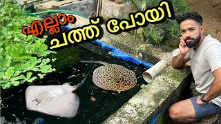 തിരണ്ടിയെ കാണാൻ ഇല്ല.. ശോ.. ചത്തുപോയോ?? | Stingrays are DEAD | Fishing Freaks