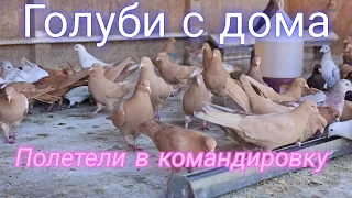 Mission of pigeons from home