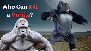 6 Animals That Could Defeat a Gorilla in a Fight