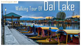 Walking around Srinagar's most iconic Dal lake | Walk tour of dal lake #daljheel #dallake